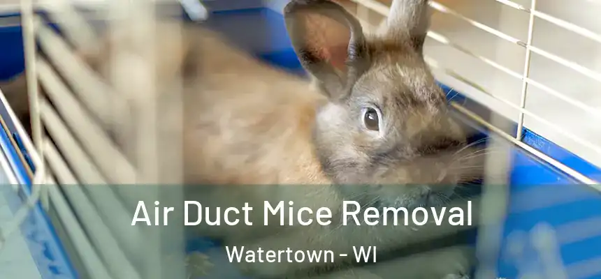  Air Duct Mice Removal Watertown - WI
